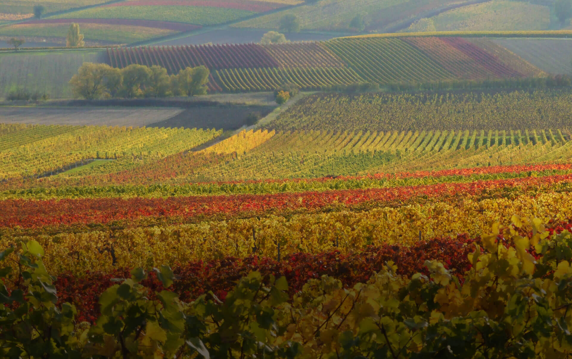 Weingut in Frankreich Weingut in Frankreich