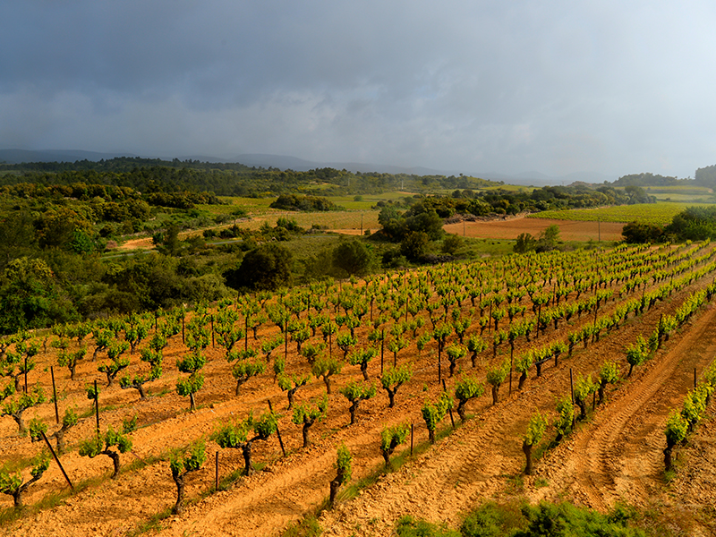 Reben im Languedoc Plateau de Belveze